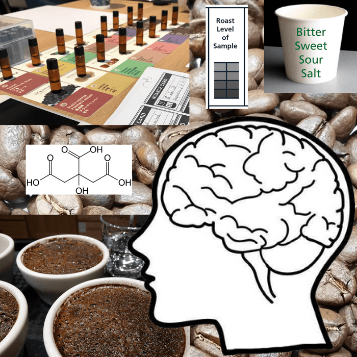 Learn Sensory Analysis and Cupping